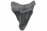 Serrated, Juvenile Megalodon Tooth - South Carolina #370431-1